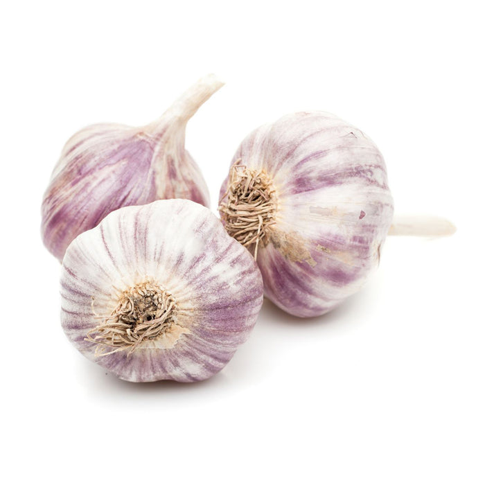 Purple Garlic