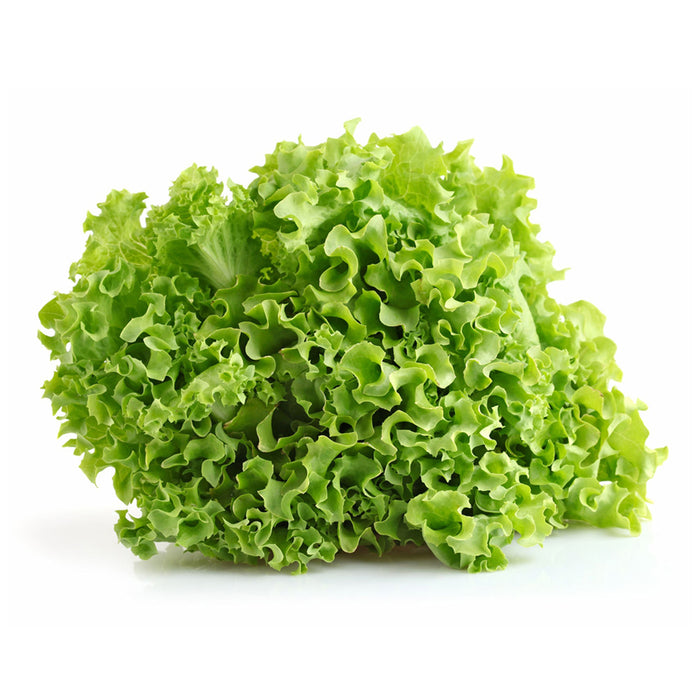 Leaf Lettuce