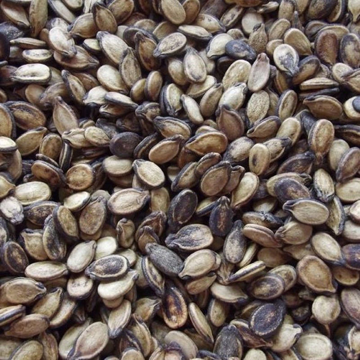 Watermelon Seed